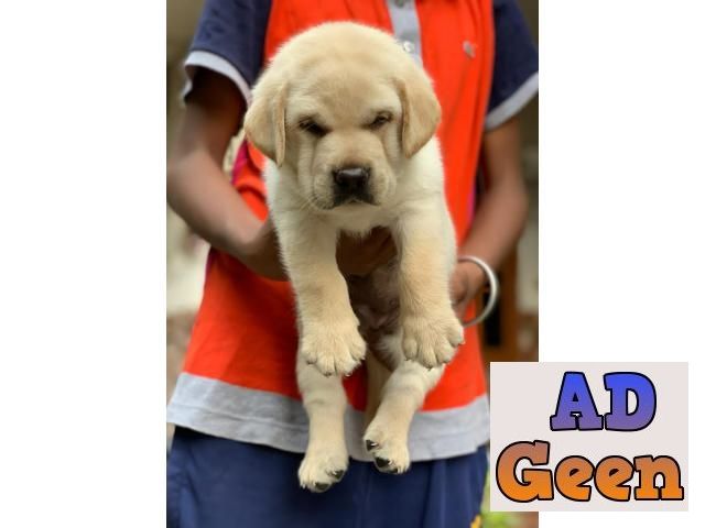 used Labrador Male and Female Good Lineage Puppies available 9793862529 for sale 